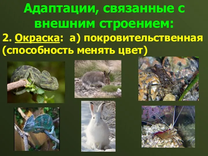 Адаптации, связанные с внешним строением: 2. Окраска: а) покровительственная (способность менять цвет)