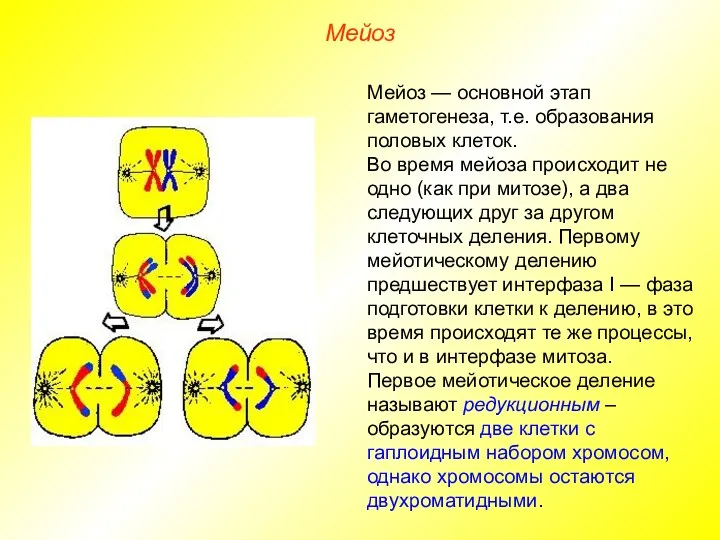Мейоз Мейоз — основной этап гаметогенеза, т.е. образования половых клеток.