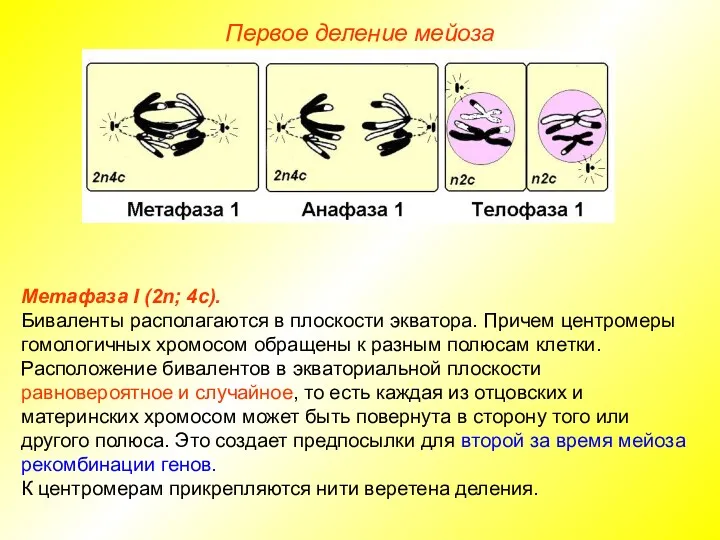 Первое деление мейоза Метафаза I (2n; 4с). Биваленты располагаются в