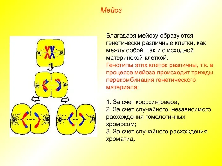 Мейоз Благодаря мейозу образуются генетически различные клетки, как между собой,