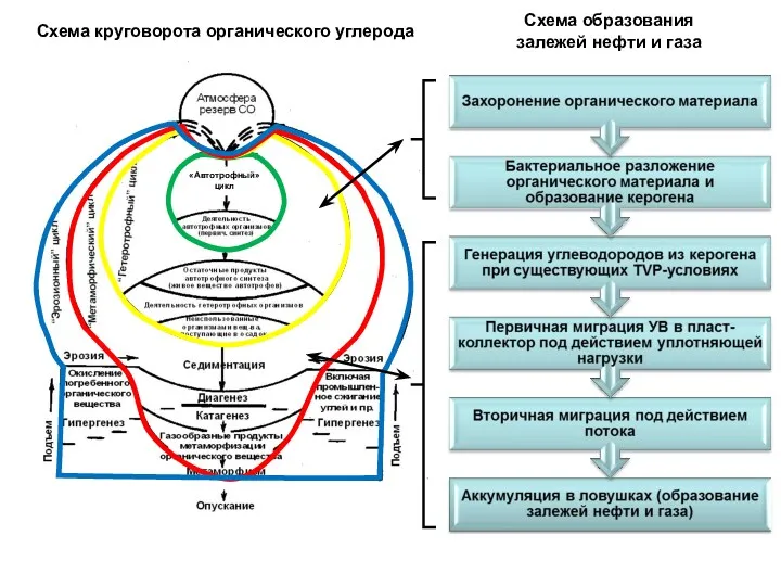 Схема круговорота органического углерода «Автотрофный» цикл Схема образования залежей нефти и газа