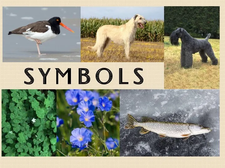 S Y M B O L S