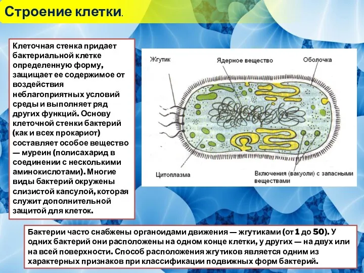 Строение клетки. Клеточная стенка придает бактериальной клетке определенную форму, защищает