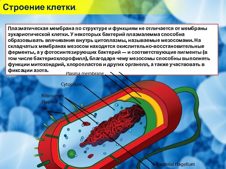 Строение клетки. Плазматическая мембрана по структуре и функциям не отличается