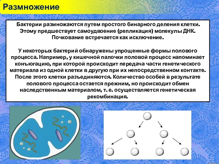 Размножение Бактерии размножаются путем простого бинарного деления клетки. Этому предшествует