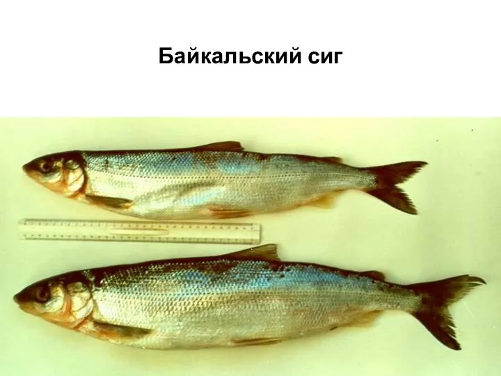 Байкальский сиг