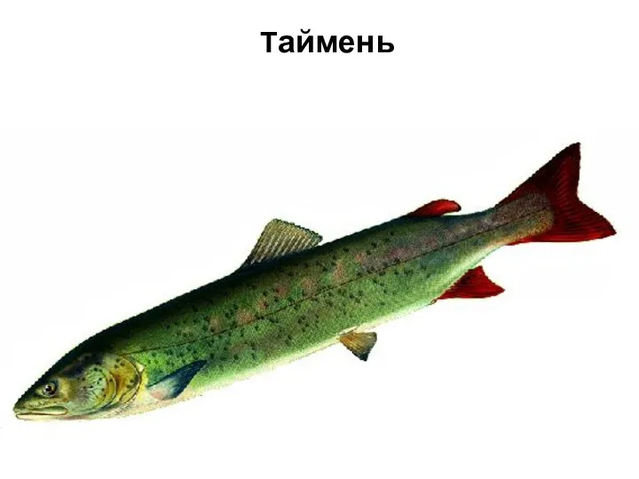 Таймень