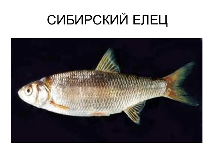 СИБИРСКИЙ ЕЛЕЦ