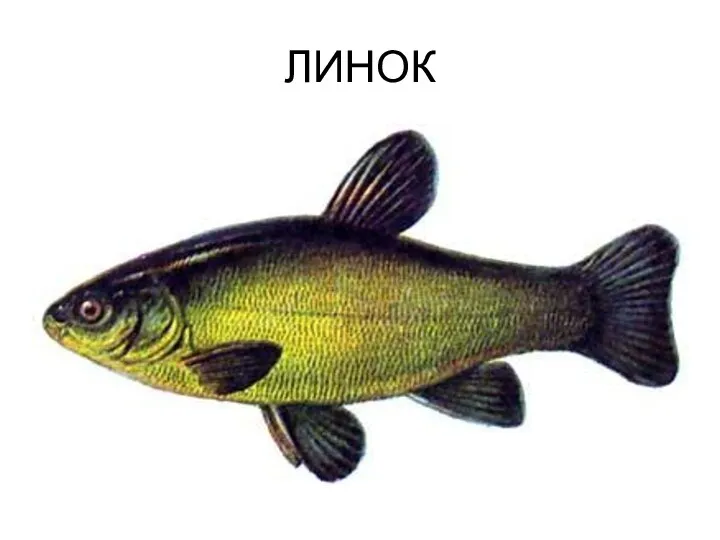 ЛИНОК