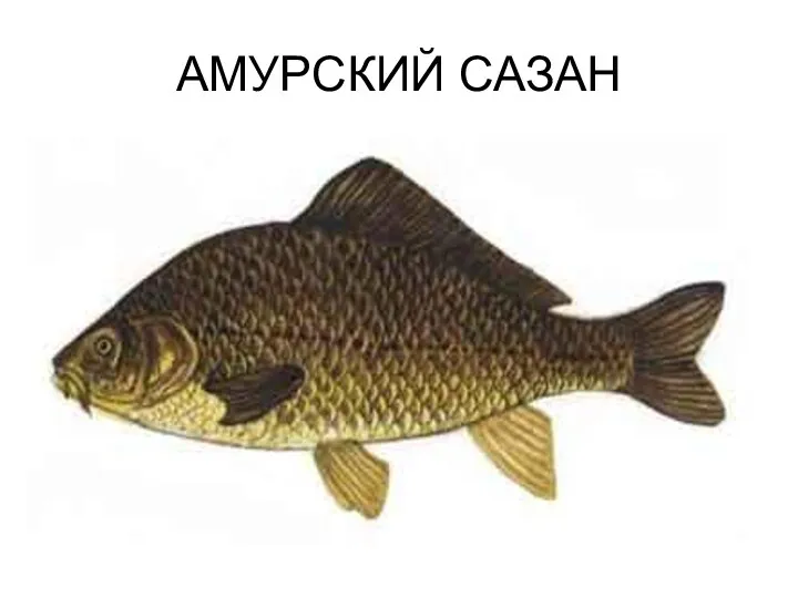 АМУРСКИЙ САЗАН