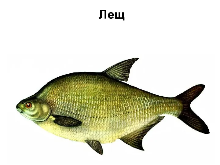 Лещ