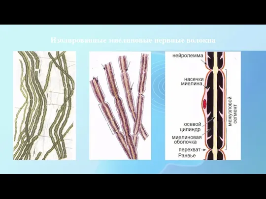 Изолированные миелиновые нервные волокна