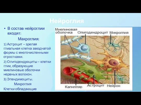 Нейроглия В состав нейроглии входят: Макроглия: 1) Астроцит – зрелая