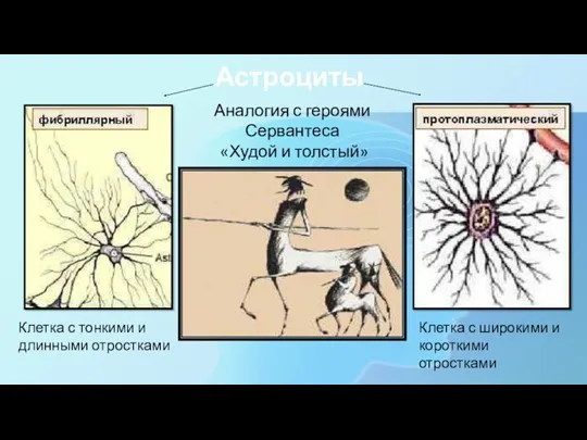 Астроциты Аналогия с героями Сервантеса «Худой и толстый» Клетка с