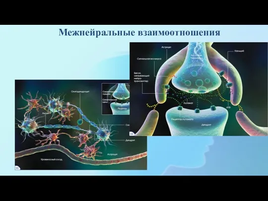 Межнейральные взаимоотношения