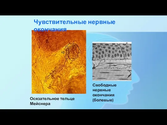 Чувствительные нервные окончания 1 Осязательное тельце Мейснера Свободные нервные окончания (болевые)