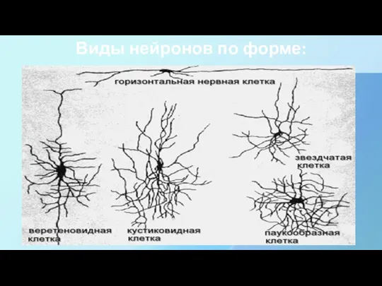 Виды нейронов по форме: