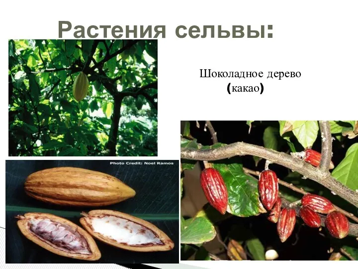 Растения сельвы: Шоколадное дерево (какао)