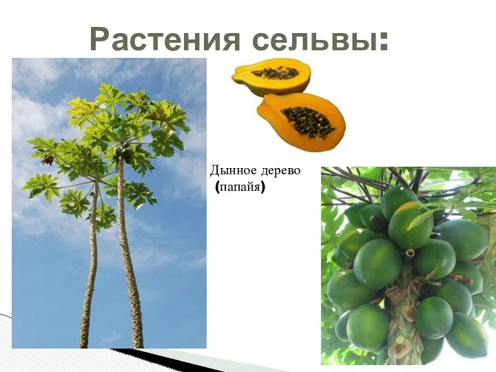 Растения сельвы: Дынное дерево (папайя)