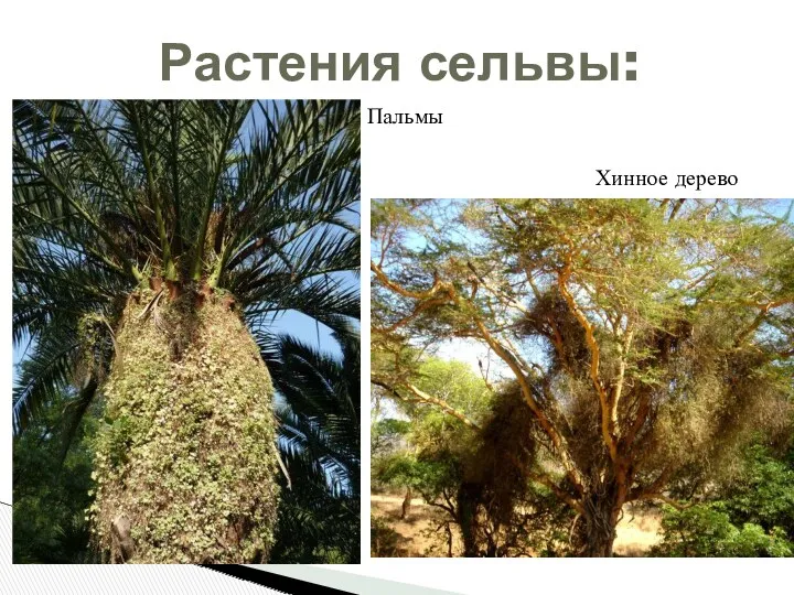 Растения сельвы: Хинное дерево Пальмы