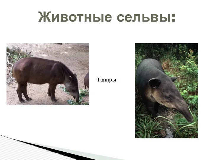Животные сельвы: Тапиры