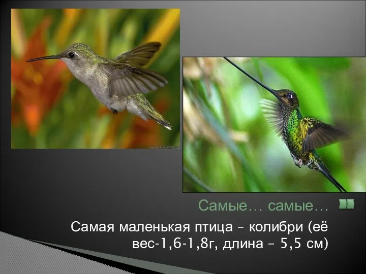 Самая маленькая птица – колибри (её вес-1,6-1,8г, длина – 5,5 см) Самые… самые…