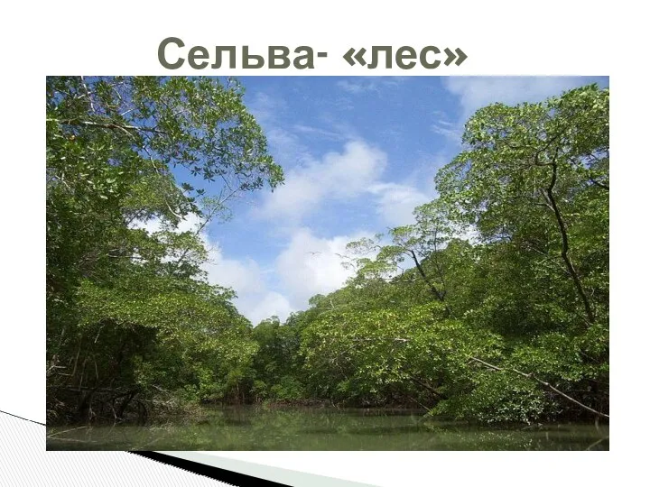 Сельва- «лес»