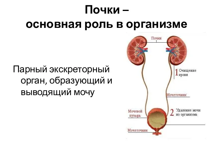 Почки – основная роль в организме Парный экскреторный орган, образующий и выводящий мочу