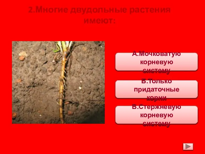 2.Многие двудольные растения имеют: А.Мочковатую корневую систему В.Стержневую корневую систему Б.Только придаточные корни