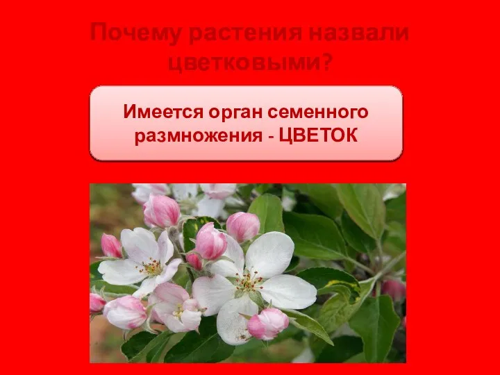 Почему растения назвали цветковыми? Имеется орган семенного размножения - ЦВЕТОК