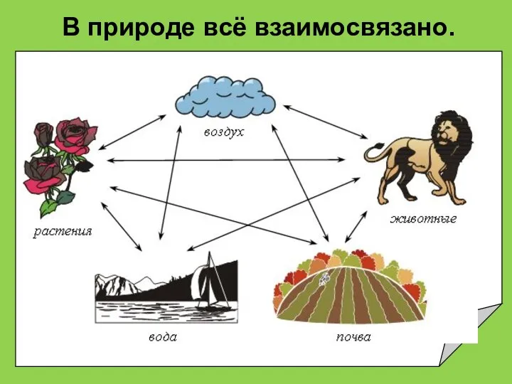 В природе всё взаимосвязано.