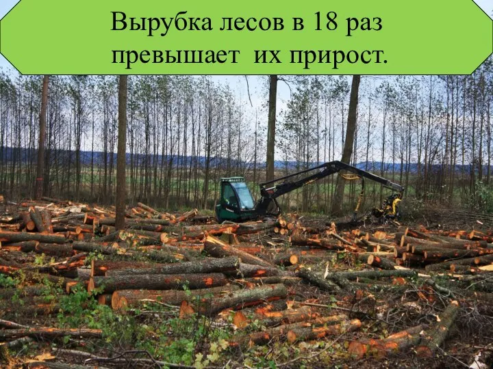 Вырубка лесов в 18 раз превышает их прирост.