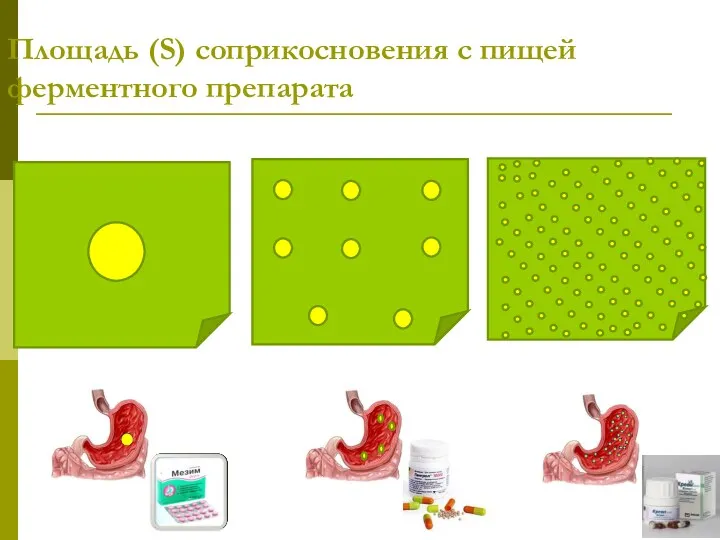 Площадь (S) соприкосновения с пищей ферментного препарата