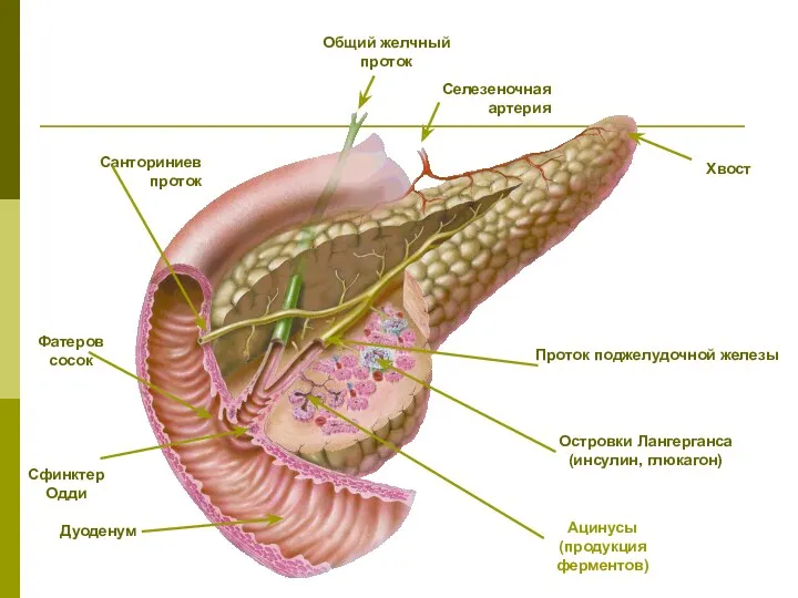 Хвост Селезеночная артерия Общий желчный проток Санториниев проток Фатеров сосок