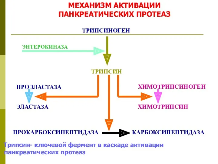 МЕХАНИЗМ АКТИВАЦИИ ПАНКРЕАТИЧЕСКИХ ПРОТЕАЗ ТРИПСИНОГЕН ЭНТЕРОКИНАЗА ТРИПСИН ХИМОТРИПСИНОГЕН ЭЛАСТАЗА ХИМОТРИПСИН