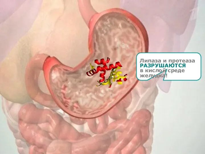 Липаза и протеаза РАЗРУШАЮТСЯ в кислой среде желудка!