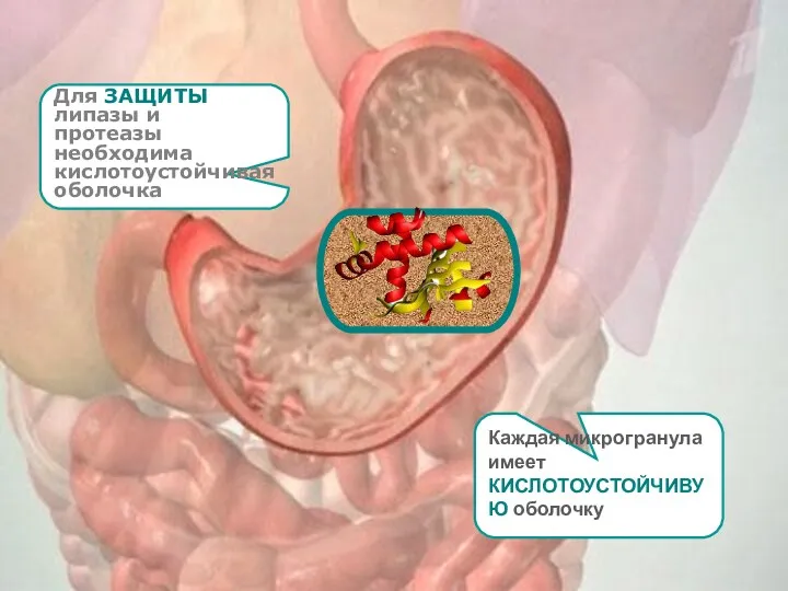 Для ЗАЩИТЫ липазы и протеазы необходима кислотоустойчивая оболочка Каждая микрогранула имеет КИСЛОТОУСТОЙЧИВУЮ оболочку