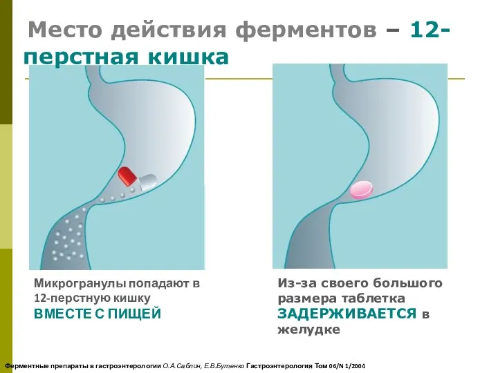 Место действия ферментов – 12-перстная кишка Микрогранулы попадают в 12-перстную