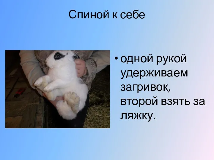 Спиной к себе одной рукой удерживаем загривок, второй взять за ляжку.