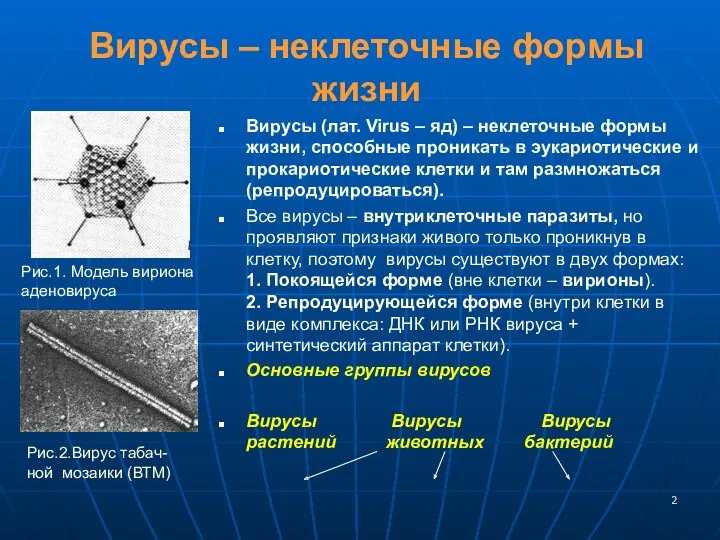 Вирусы – неклеточные формы жизни Вирусы (лат. Virus – яд)