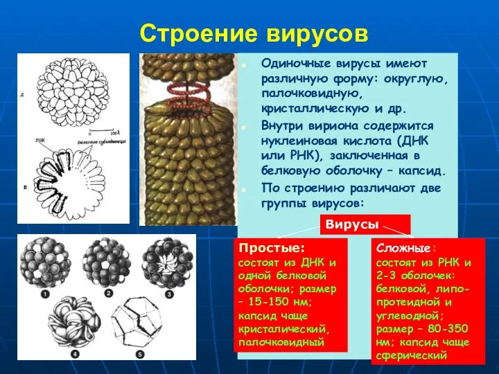 Строение вирусов Одиночные вирусы имеют различную форму: округлую, палочковидную, кристаллическую