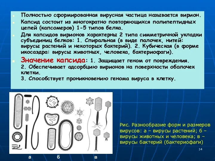 Полностью сформированная вирусная частица называется вирион. Капсид состоит из многократно