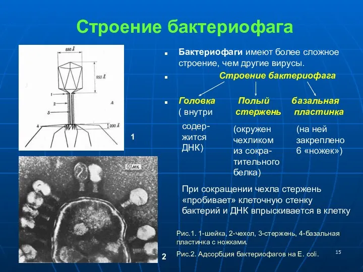 Строение бактериофага Бактериофаги имеют более сложное строение, чем другие вирусы.