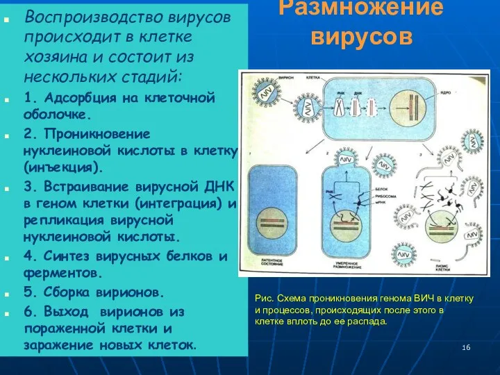 Размножение вирусов Воспроизводство вирусов происходит в клетке хозяина и состоит