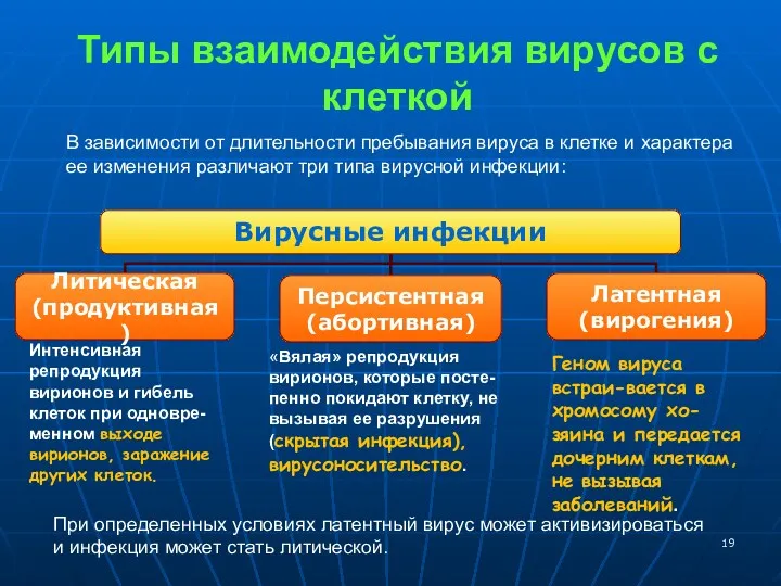 Типы взаимодействия вирусов с клеткой Интенсивная репродукция вирионов и гибель