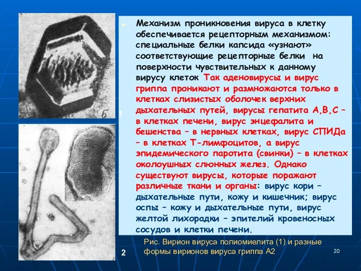 Механизм проникновения вируса в клетку обеспечивается рецепторным механизмом: специальные белки