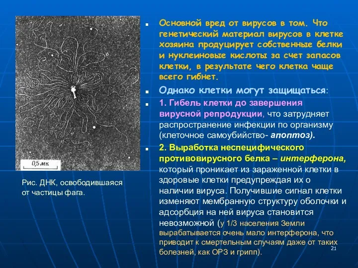 Основной вред от вирусов в том. Что генетический материал вирусов