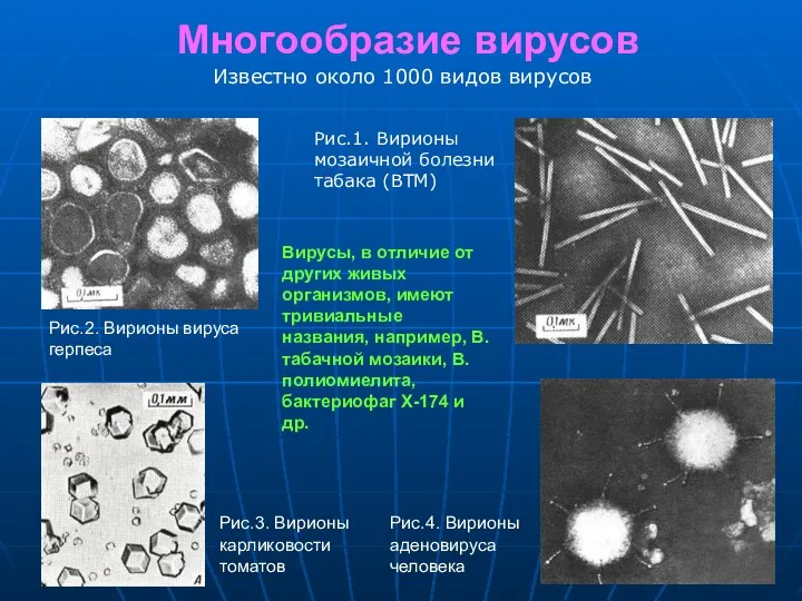 Многообразие вирусов Рис.1. Вирионы мозаичной болезни табака (ВТМ) Рис.2. Вирионы