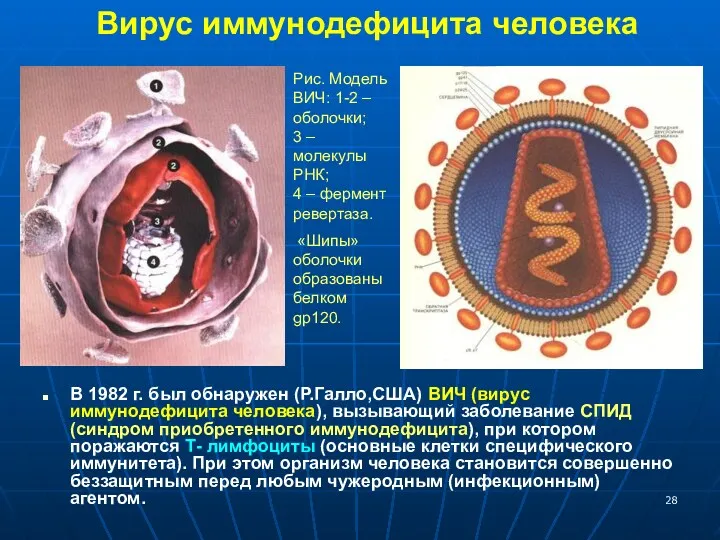 Вирус иммунодефицита человека В 1982 г. был обнаружен (Р.Галло,США) ВИЧ