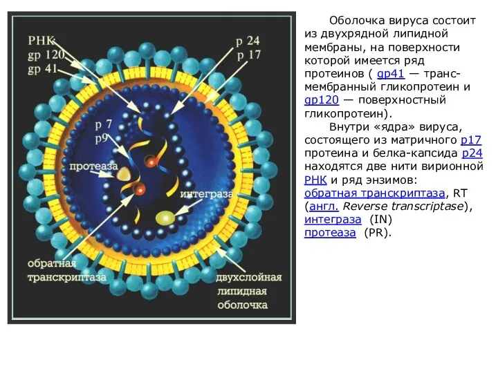 Оболочка вируса состоит из двухрядной липидной мембраны, на поверхности которой